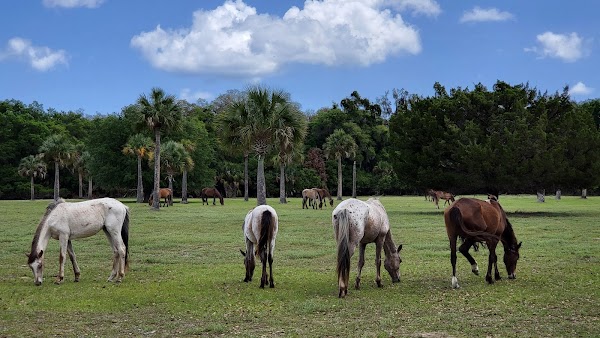 Cumberland Island National Seashore