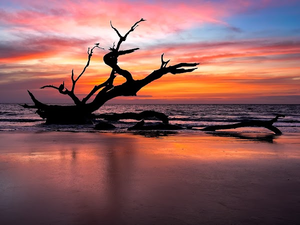 Driftwood Beach