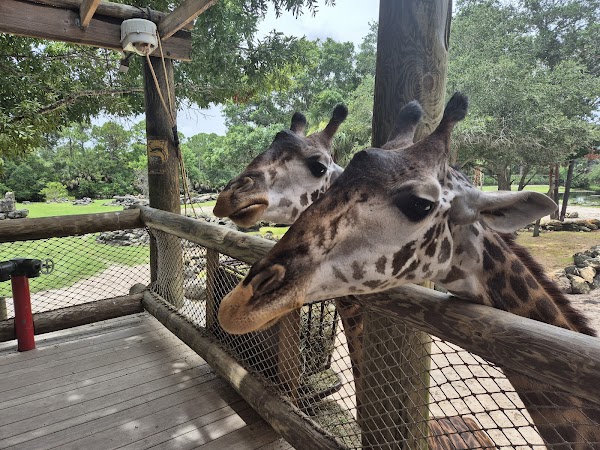 Brevard Zoo