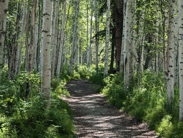 Chena River Nature Trail