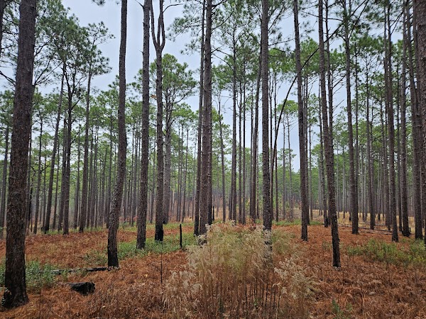 Weymouth Woods - Sandhills Nature Preserve