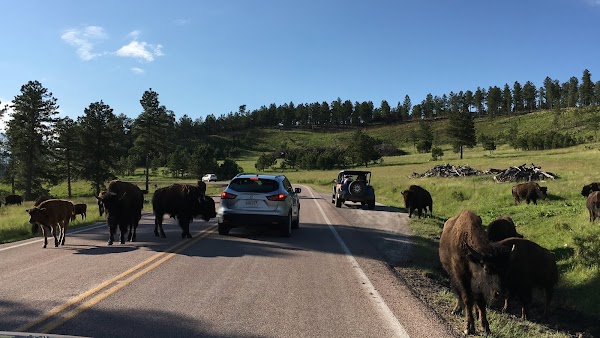 Custer State Park Wildlife Loop Road