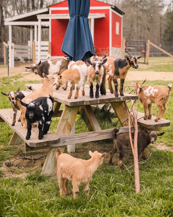 Goat Daddy's Farm and Animal Experience