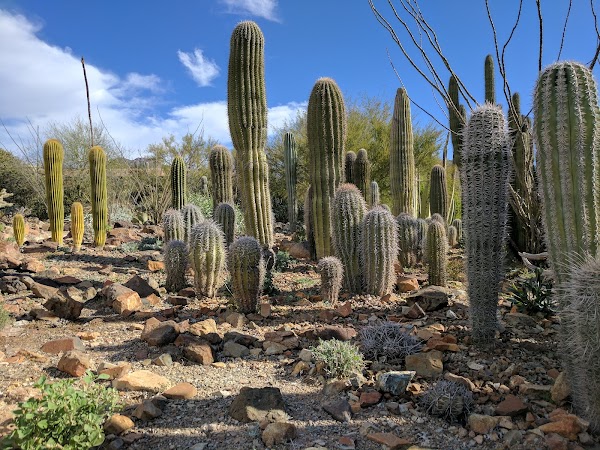 Arizona-Sonora Desert Museum