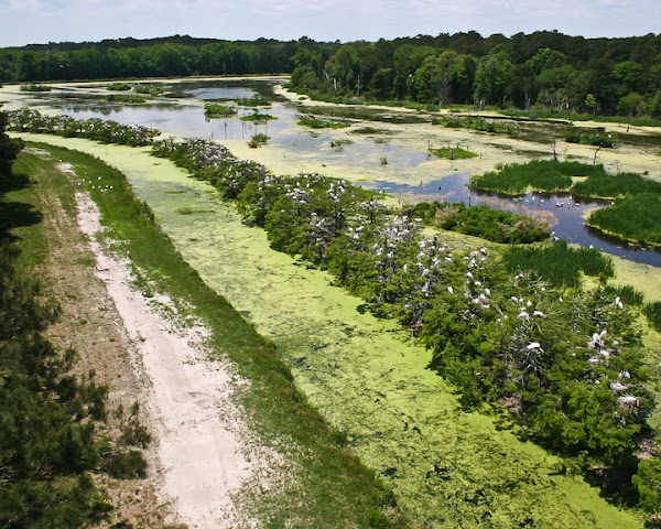Harris Neck National Wildlife Refuge